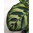 Calathea makoyana Pfauenmarante - Korbmarante  (Ø...