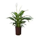 Spathiphyllum ( Ø 15/19 ) - Einblatt, 40-50 cm hoch