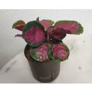 Calathea roseopicta Rose Crimson ( Ø 13/12 ) 15-25 cm