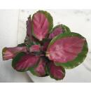 Calathea roseopicta Rose Crimson ( Ø 13/12 ) 15-25 cm