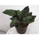 Calathea  Ornata  (Ø 13/12) 40-50